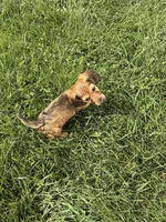 Mav, a male Dachshund for sale in Seymour, MO – 6 of 6