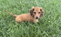 Penny, a female Dachshund for sale in Seymour, MO – 2 of 6