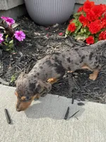 Lola, a female Dachshund for sale in Seymour, MO – 5 of 7