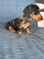 Darla, a female Dachshund for sale in Seymour, MO – 3 of 6