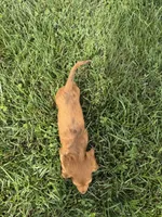 Griffin, a male Dachshund for sale in Seymour, MO – 6 of 7