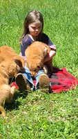Kit, a female Golden Retriever for sale in Shingletown, CA – 4 of 6