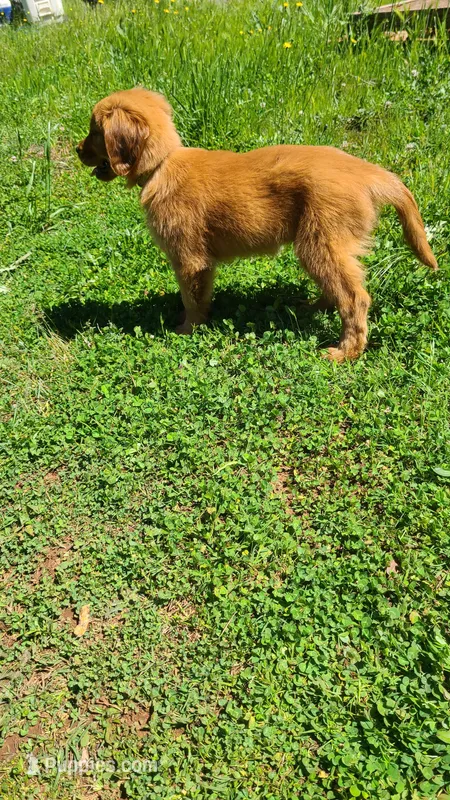 Kit – Golden Retriever puppy for sale in Shingletown, CA