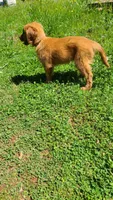 Kit, a female Golden Retriever for sale in Shingletown, CA – 2 of 6