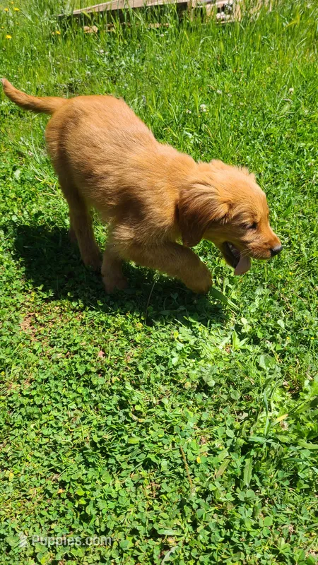 Kit – Golden Retriever puppy for sale in Shingletown, CA