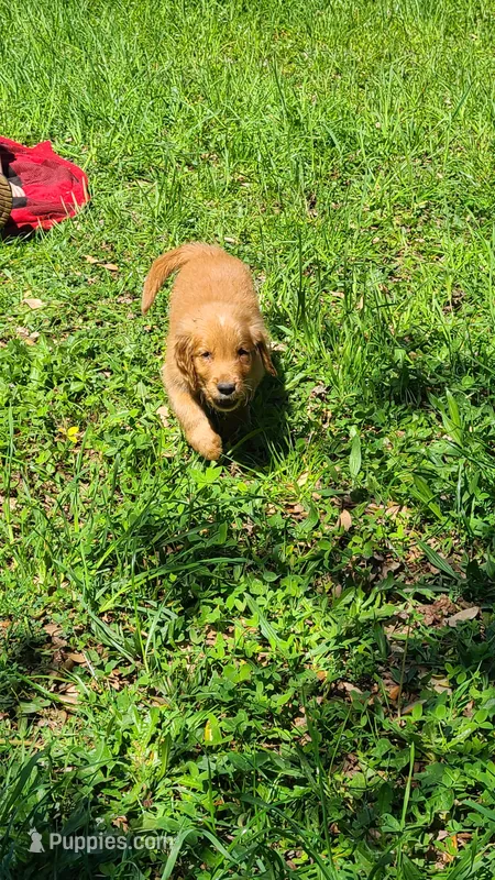 Max – Golden Retriever puppy for sale in Shingletown, CA