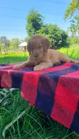 Max, a male Golden Retriever for sale in Shingletown, CA – 2 of 7