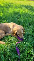 Ruby Rose, a female Golden Retriever for sale in Shingletown, CA – 4 of 10