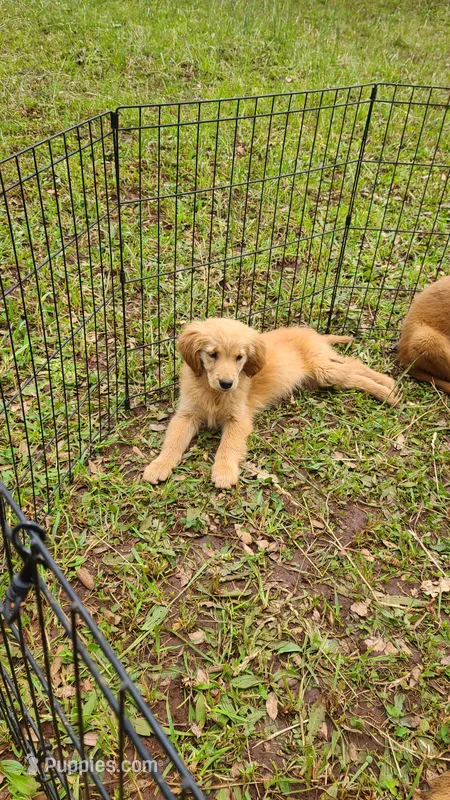 Ruby Rose – Golden Retriever puppy for sale in Shingletown, CA