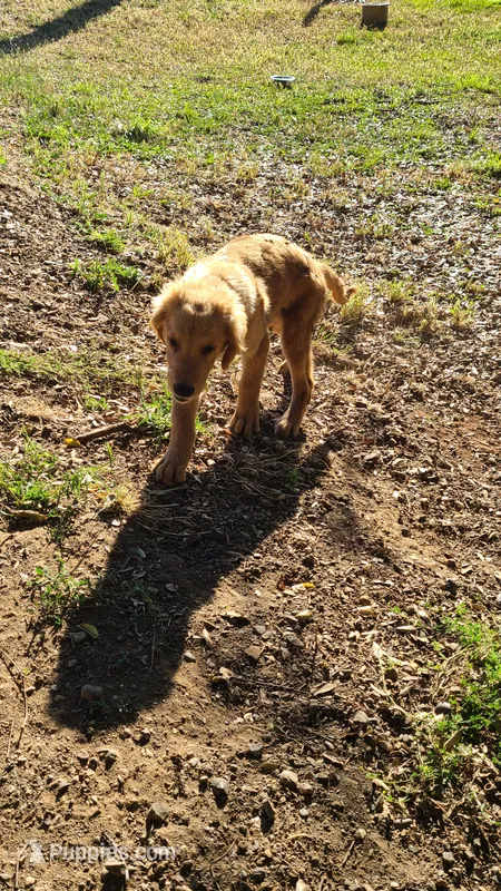 Dusty – Golden Retriever puppy for sale in Shingletown, CA