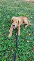 Dusty, a male Golden Retriever for sale in Shingletown, CA – 4 of 7