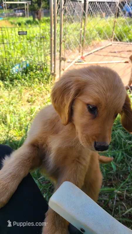 JD – Golden Retriever puppy on hold in Shingletown, CA