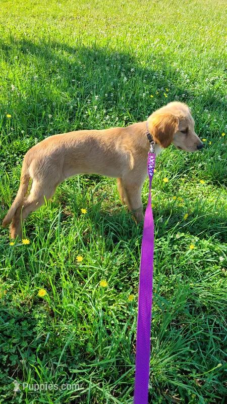 Ruby Rose – Golden Retriever puppy for sale in Shingletown, CA