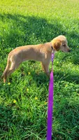 Ruby Rose, a female Golden Retriever for sale in Shingletown, CA – 1 of 10