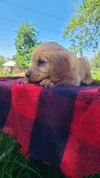 Ruby Rose, a female Golden Retriever for sale in Shingletown, CA – 3 of 10