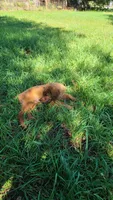 Kit, a female Golden Retriever for sale in Shingletown, CA – 5 of 10