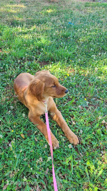 Kit – Golden Retriever puppy for sale in Shingletown, CA