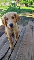 Dusty, a male Golden Retriever for sale in Shingletown, CA – 3 of 7