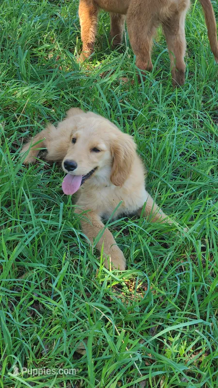 Ruby Rose – Golden Retriever puppy for sale in Shingletown, CA