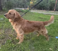 Kit, a female Golden Retriever for sale in Shingletown, CA – 10 of 10