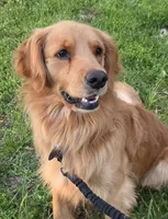 Ruby Rose, a female Golden Retriever for sale in Shingletown, CA – 10 of 10