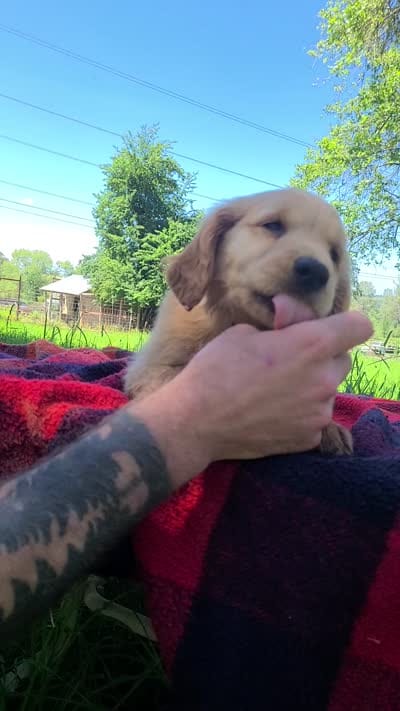 Rose, a female Golden Retriever for sale in Shingletown, CA – 5 of 6