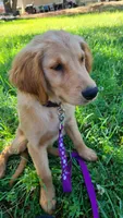Ruby Rose, a female Golden Retriever for sale in Shingletown, CA – 3 of 10