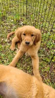 Kit, a female Golden Retriever for sale in Shingletown, CA – 6 of 10