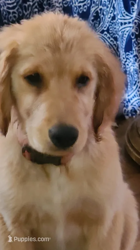 Ruby Rose – Golden Retriever puppy for sale in Shingletown, CA