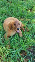 Kit, a female Golden Retriever for sale in Shingletown, CA – 4 of 10