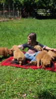 Ruby Rose, a female Golden Retriever for sale in Shingletown, CA – 7 of 10