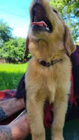 JD, a male Golden Retriever for sale in Shingletown, CA – 3 of 7