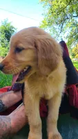 JD, a male Golden Retriever for sale in Shingletown, CA – 1 of 7