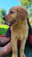 JD, a male Golden Retriever for sale in Shingletown, CA – 2 of 7