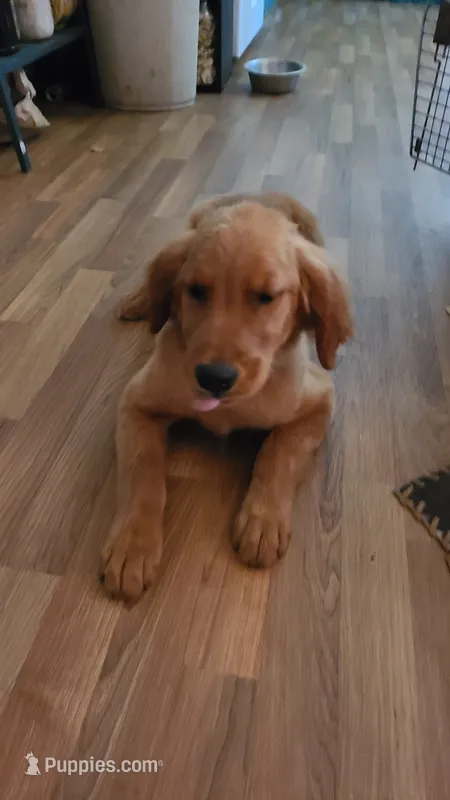 Kit – Golden Retriever puppy for sale in Shingletown, CA