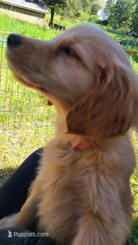 Tink – Golden Retriever puppy for sale in Shingletown, CA