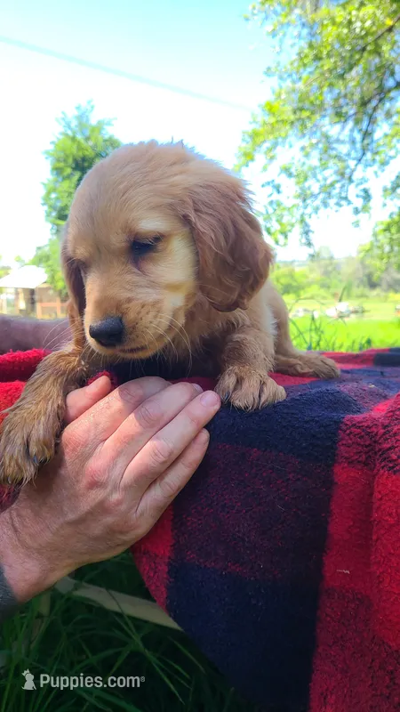 Rose – Golden Retriever puppy for sale in Shingletown, CA
