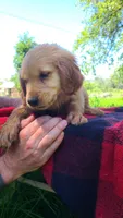 Rose, a female Golden Retriever for sale in Shingletown, CA – 1 of 6