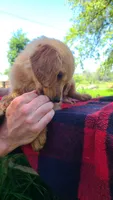 Rose, a female Golden Retriever for sale in Shingletown, CA – 2 of 6