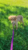 Ruby Rose, a female Golden Retriever for sale in Shingletown, CA – 2 of 10