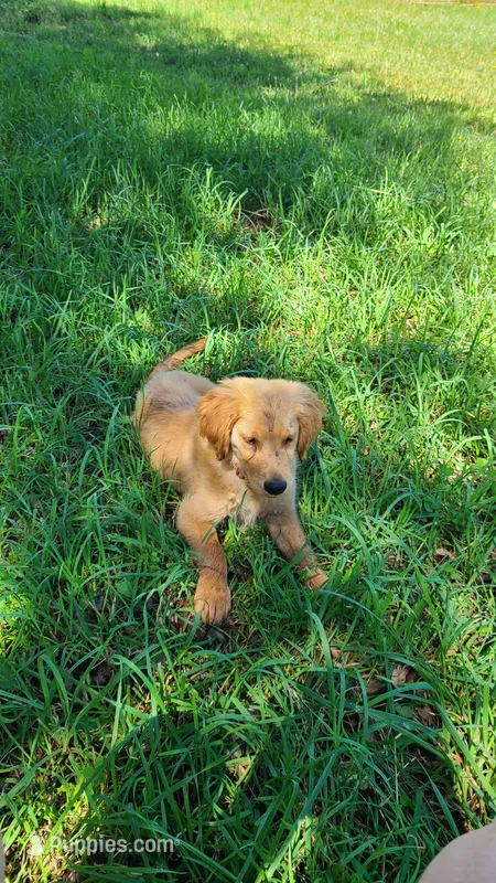 Tink – Golden Retriever puppy for sale in Shingletown, CA