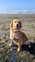 Ruby Rose, a female Golden Retriever for sale in Shingletown, CA – 5 of 10