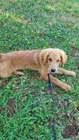 Dusty, a male Golden Retriever for sale in Shingletown, CA – 2 of 7