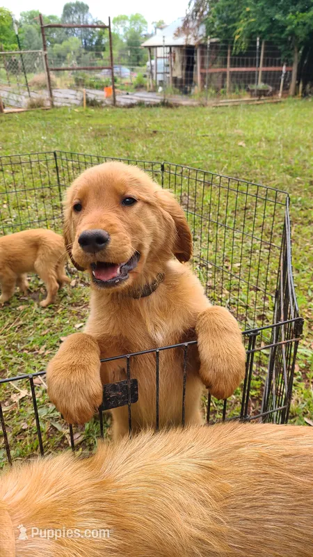 Kit – Golden Retriever puppy for sale in Shingletown, CA