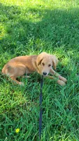 Dusty, a male Golden Retriever for sale in Shingletown, CA – 5 of 7