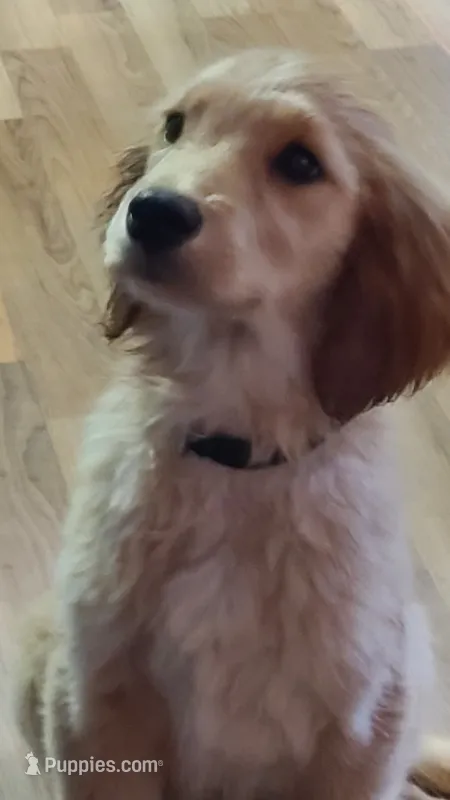Tink – Golden Retriever puppy for sale in Shingletown, CA