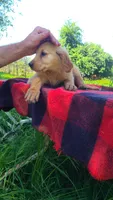 Ruby Rose, a female Golden Retriever for sale in Shingletown, CA – 4 of 10