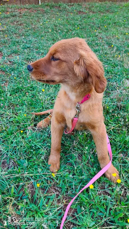 Kit – Golden Retriever puppy for sale in Shingletown, CA