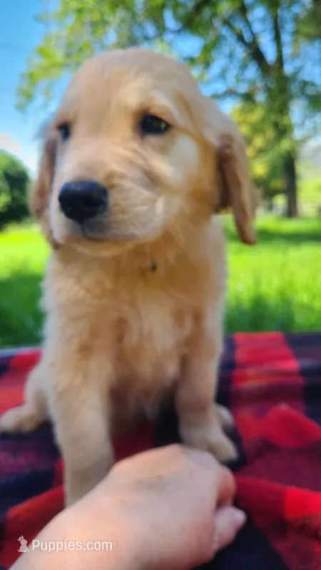 Dusty – Golden Retriever puppy for sale in Shingletown, CA
