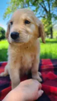 Dusty, a male Golden Retriever for sale in Shingletown, CA – 1 of 6